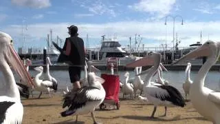 Kids View: Pelican Feeding at San Remo