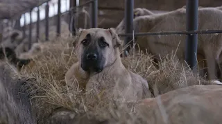 Kangal Ochranca Stád - Oficiálny Trailer