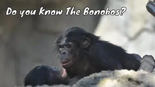Observing Bonobos in their Natural Habitat Proven In Congo