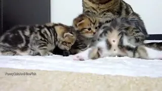 Mom Cat Talking to her Cute Meowing Kittens  20 min info baloch