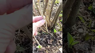 DON'T TRIM THE CURRANT UNTIL YOU WATCH THIS VIDEO / CHERRY-SIZED CURRANT WITH PRUNING