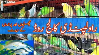 BIRDS AND PETS MARKET COLLEGE ROAD RAWALPINDI PAKISTAN VERY LOW PRICE 2020 | BILAWAL HUMAYUN