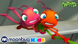 🍃 Ventilando! 🍃 | 1 HORA DE ANTIKS BRASIL! | Moonbug Kids em Português | Desenhos Animados Infantis