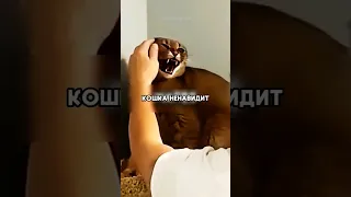 Кошка выбрала фаворита 😂 #shorts