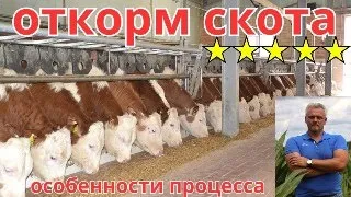 Откорм КРС - особенности процесса | откорм бычков