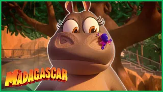 Ser babá é mais difícil do que parece! | Dreamworks Madagascar em Português