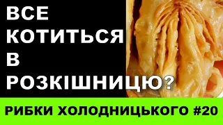 РИБКИ ХОЛОДНИЦЬКОГО #20: Все котиться в розкішницю?