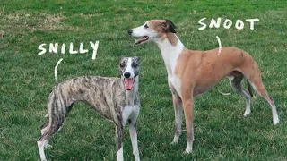 Daily Life of Whippets