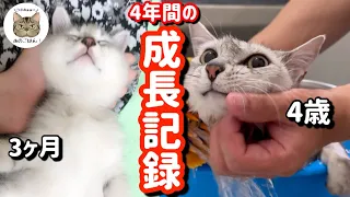 【保護子猫】駐車場に置き去りされた子猫に幸せ家族ができるまでの成長記録