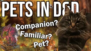 Running Pets in D&D 5e | The Innkeeper