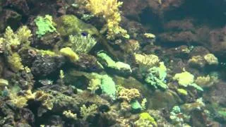 Aquarium in Loro Parque - Tenerife