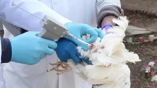 #Indian poultry farming.INSEMINATION IN POULTRY FROM COLLECTION TO INSEMINATION.Breeder management