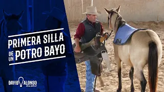 Primera silla de un potro bayo