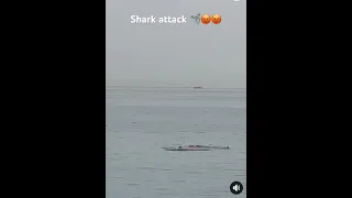 Shark attack in Egypt 🇪🇬 for all no swimming for 2 days #egypt