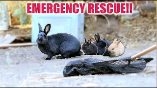 A STRAY MOMMA BUNNY WON'T LET GO OF HER BABIES...BUT WE RESCUED THEM!