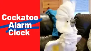 Cockatoo Alarm Clock...Snooze Not Included🤪#short