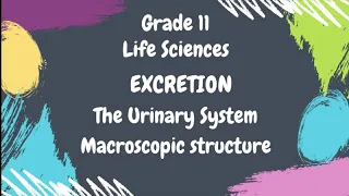 Grade 11 Life Sciences Excretion: The Urinary System Macroscopic Structure Kidney