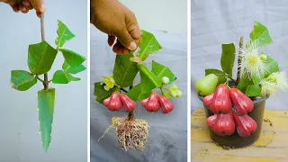 Best Way Using Natural Crocodile Tail  to Grafting Wax apple Tree From Cutting New Techniques 100%