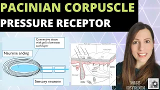 Pacinian Corpuscle - Pressure receptor.  A-Level Biology Nervous System and Response.