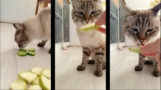 КОТЫ ПРИЛЕТЕЛИ.Кот ест огурцы и кабачки.cat eats cucumber and zucchini