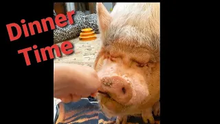 Update On Sammy The Mini Pig With Arthritis | I Will NEVER Give Up On My Baby!