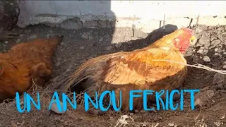 ce fac animalele(un An nou fericit)