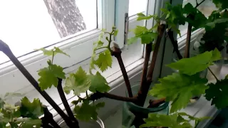 Виноград и весна
