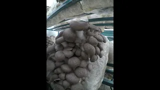 Black Pearl Mushrooms: 7 Days of Growth in 10 Seconds