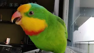 Barraband parakeets sounds (15 minutes morning routine): Lazy Saturday