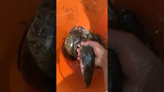 WOW So Amazing ,Eel Fishing Techniques, Catching eels in underground #eel #Fishing12