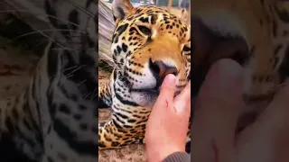 Jaguar Kisses & Lion Hugs! ADORABLE