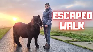 Escaped Spidey!!🕷️ I have to walk, I don't do that alone! | The Blow | Friesian Horses
