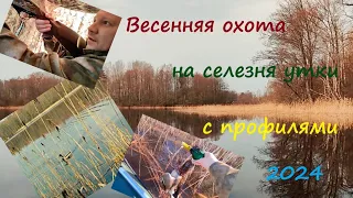 Удачная весенняя охота на селезня утки.