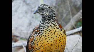 Fighting  Painted Spurfowl