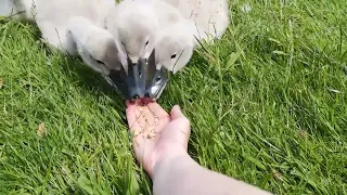Tiny Swan Babies (Cygnets) Eat Out of My Hand and Make Silly Beeping Noises