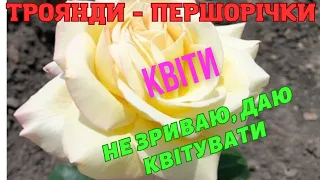 ТРОЯНДИ ПЕРШОГО РОКУ ПОСАДКИ⚘️Завжди вирощую пишні кущі, живлення, обробіток, обрізка.