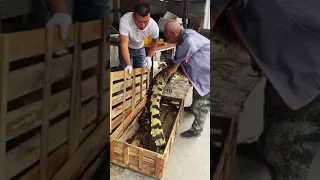 Amazing Crocodile ! Feeding crocodiles at crocodile farm #crocodile #short16