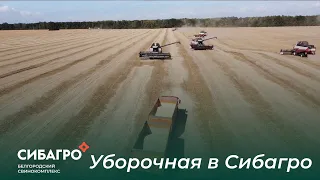 Уборочная в Сибагро