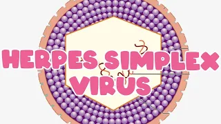 Herpes simplex virus | skin and soft tissue infection