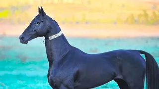 15 Most Expensive Horses In The World