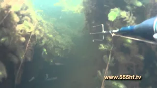 Подводная охота на сома с Алексеем Партизаном