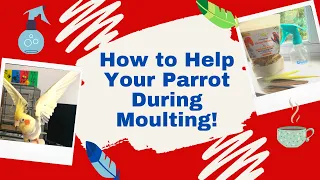 How to Help Your Parrot When They Moult | TheParrotTeacher