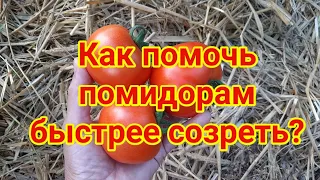 Как помочь томатам быстрее созреть