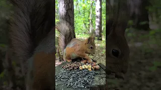 Рыжик забрал орех с пенька #squirrel #nature #wildlife