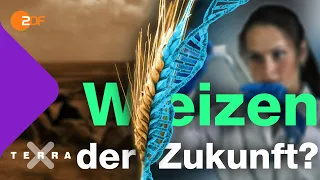 Mit Steinzeitgetreide gegen den Klimawandel? | Terra X plus