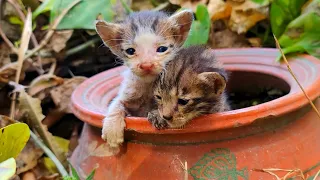 Homeless kittens want to suck milk from mother cat