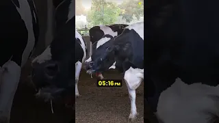 Mother cow won't stop screaming for her stolen baby