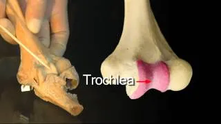 Elbow Joint - Anatomy Tutorial