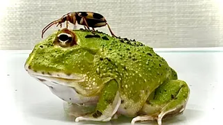 【PANIC】Green Pacman Frog ＆ Bombardier beetle