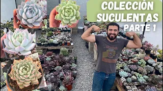 Tour por mi colección de suculentas/ más de 4000 😱😱🌵😱🌵